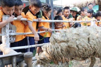 HOẠT ĐỘNG TRẢI NGHIỆM: THAM QUAN TRANG TRẠI HAPPY FARM